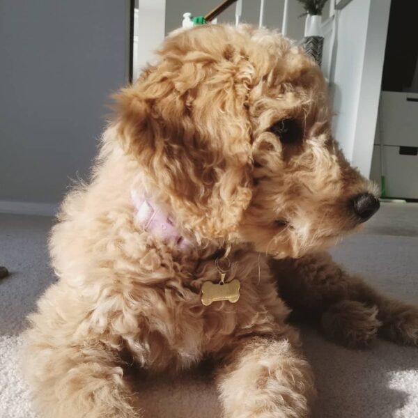 Gold Bone Pet ID small - Name can be customized - Image 5