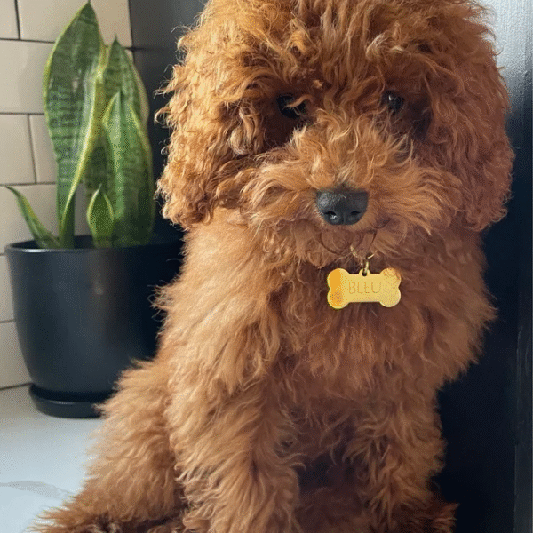 Gold Bone Pet ID small - Name can be customized - Image 2